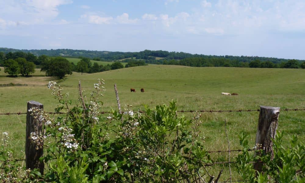 Open field with fence and cattle showing raw land before a perc test for building approval